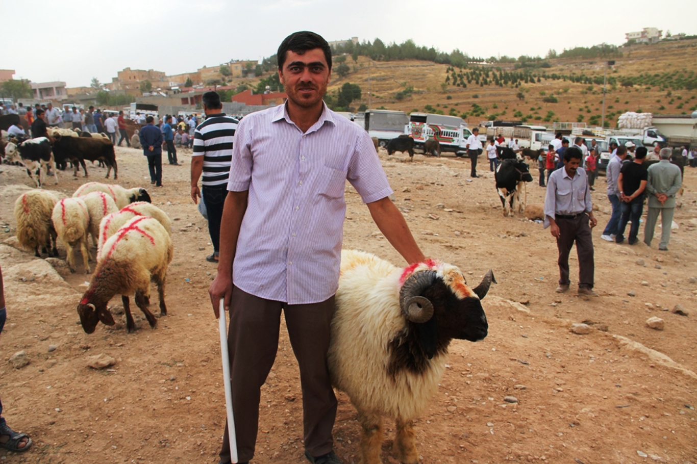 Midyat’ta kurbanlıklar alıcılarını bekliyor Midyat’ta kurbanlıklar alıcılarını bekliyor